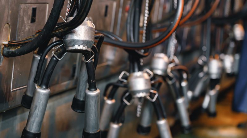Cow milking machine in a cow farm close up